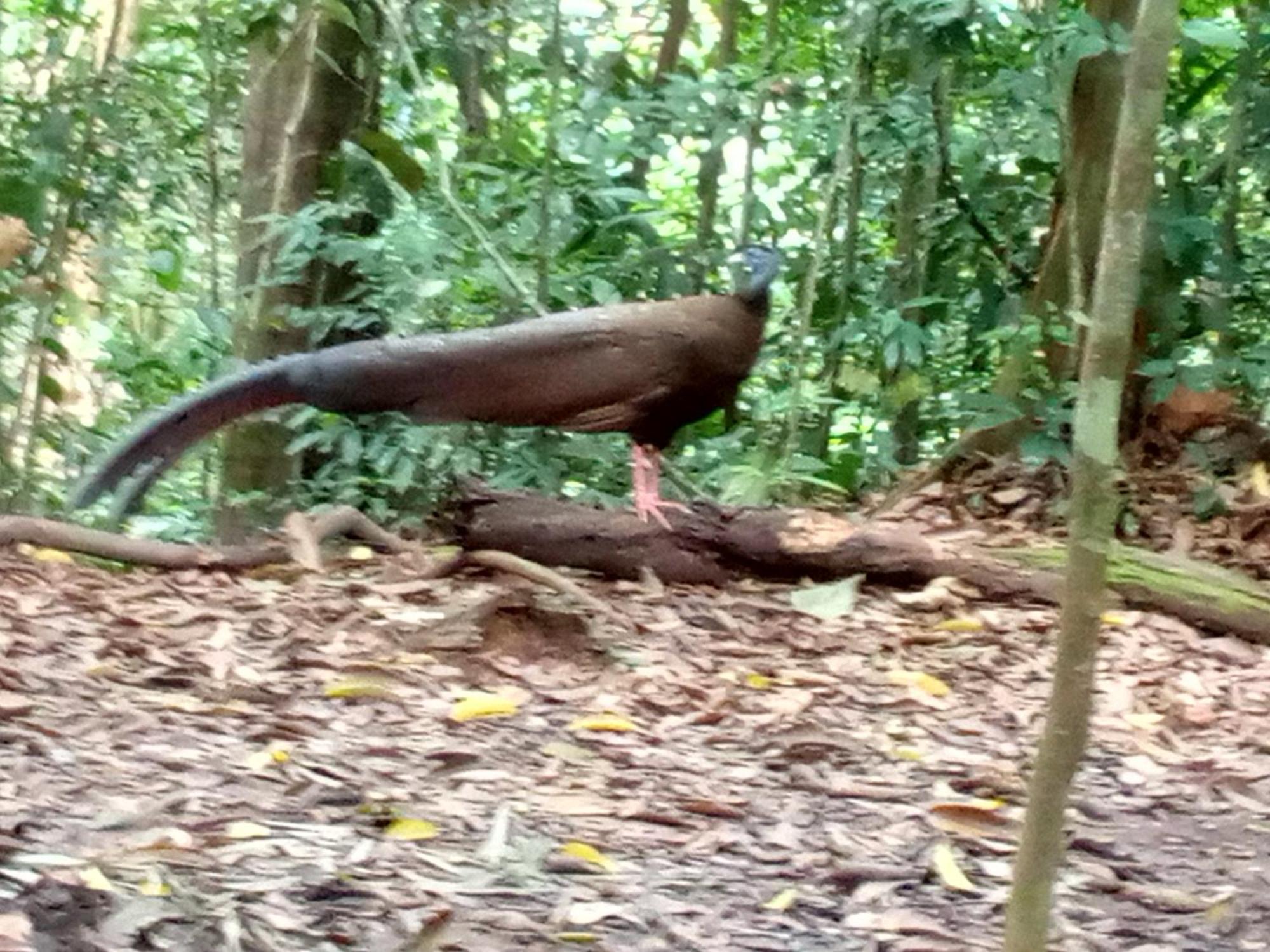 Jungle Treking & Jungle Tour If You Want To Stay Here,You Must Book Treking Only With Us Букит-Лаванг Экстерьер фото