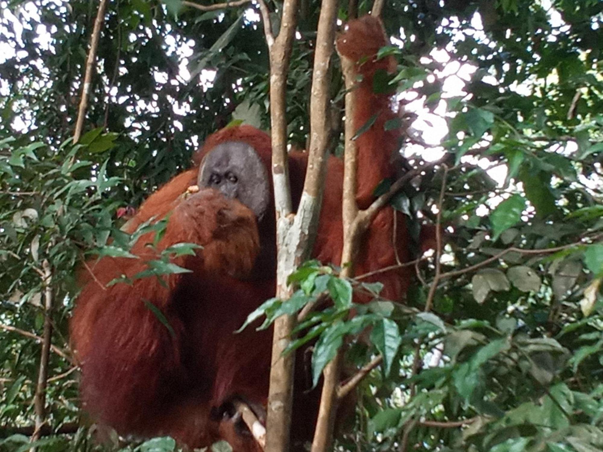 Jungle Treking & Jungle Tour If You Want To Stay Here,You Must Book Treking Only With Us Букит-Лаванг Экстерьер фото