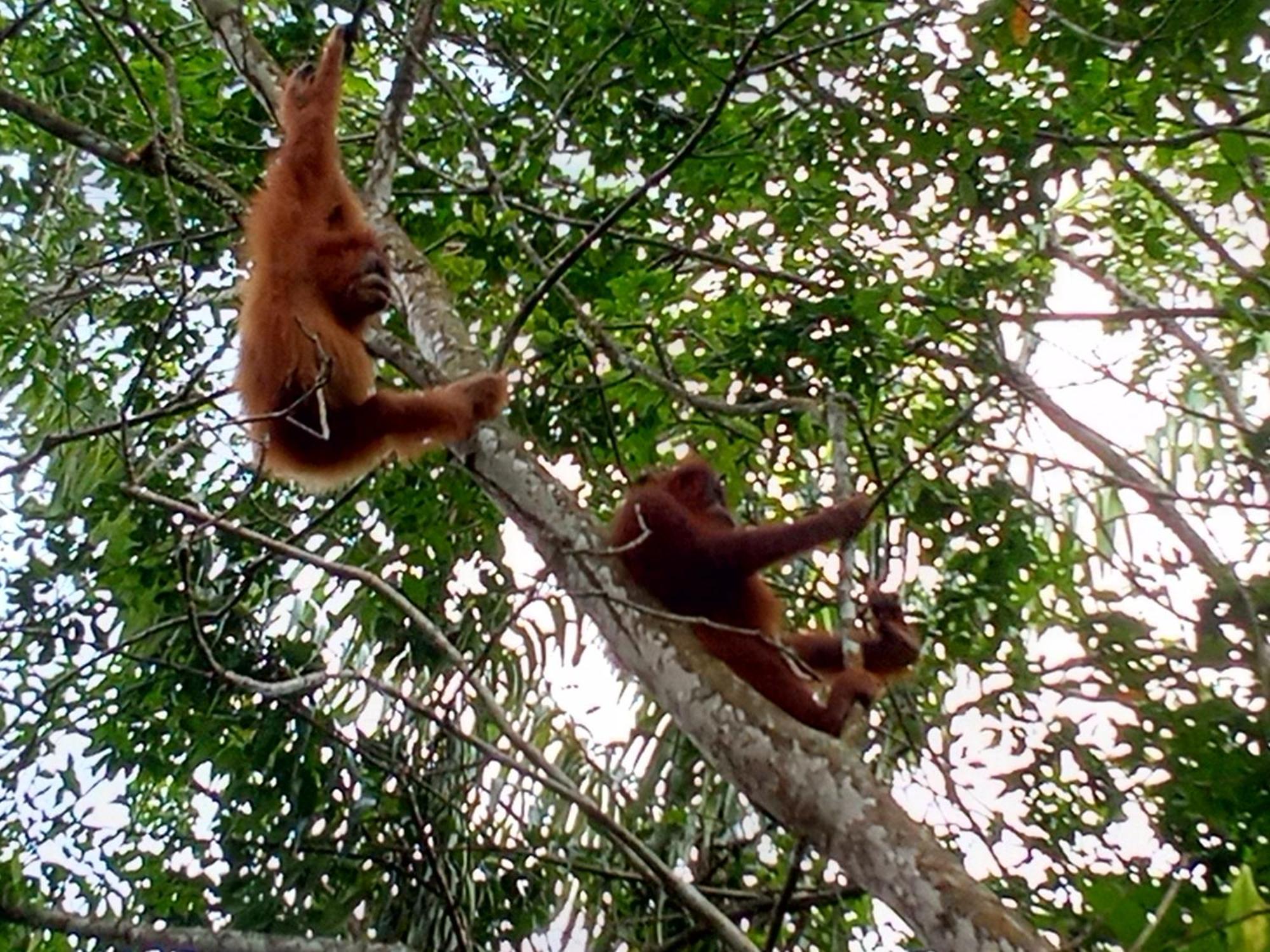 Jungle Treking & Jungle Tour If You Want To Stay Here,You Must Book Treking Only With Us Букит-Лаванг Экстерьер фото