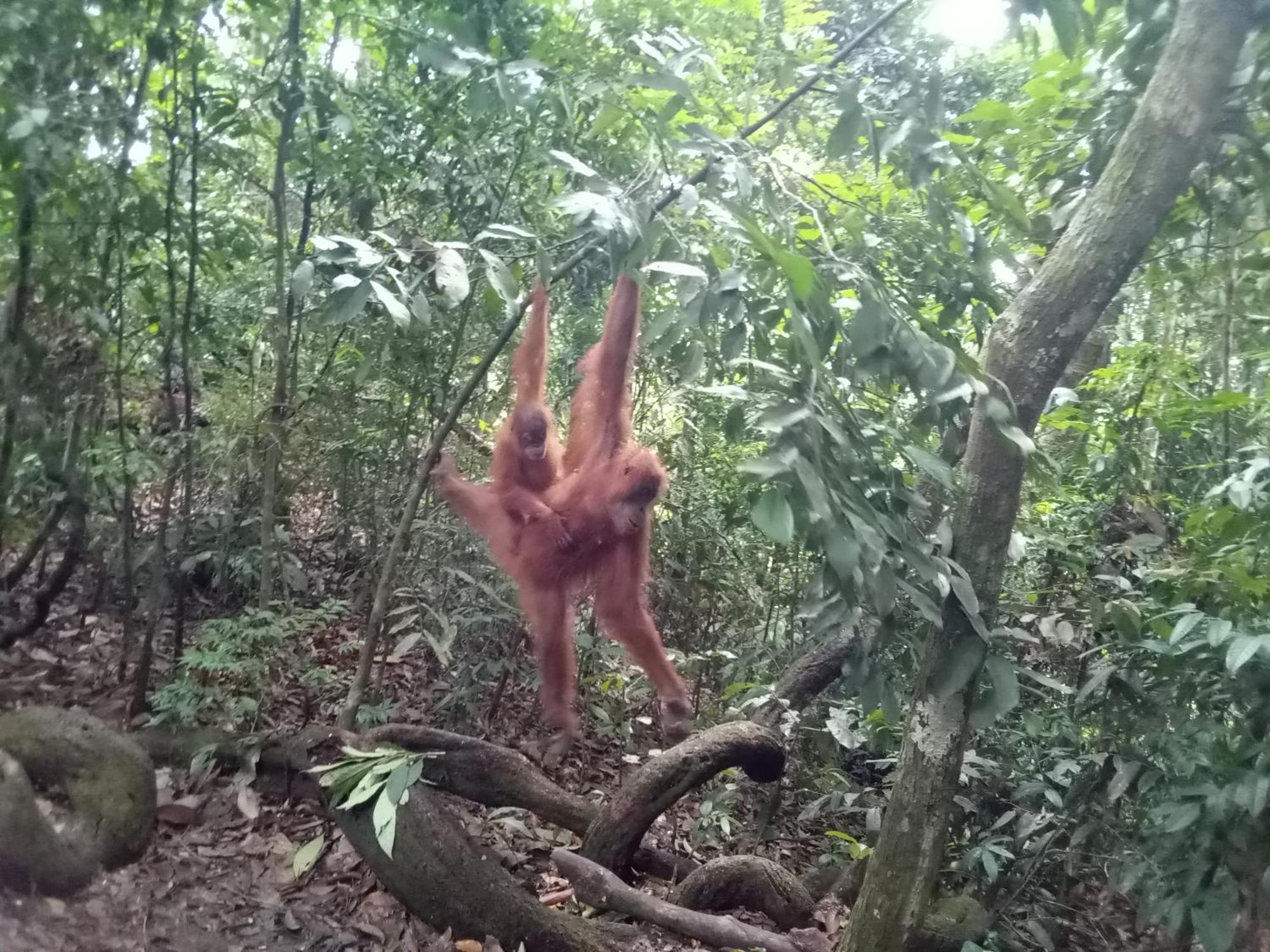 Jungle Treking & Jungle Tour If You Want To Stay Here,You Must Book Treking Only With Us Букит-Лаванг Экстерьер фото