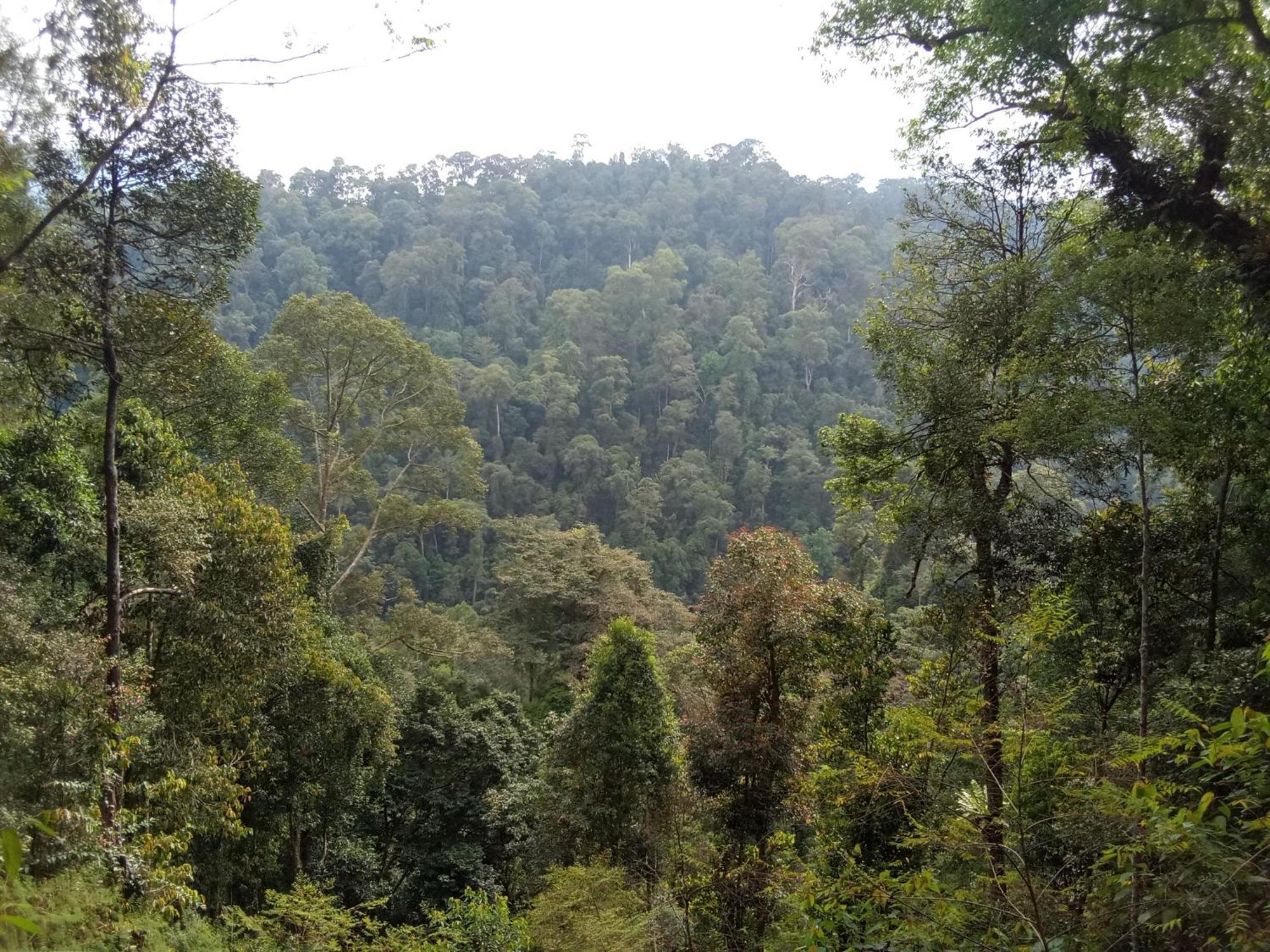 Jungle Treking & Jungle Tour If You Want To Stay Here,You Must Book Treking Only With Us Букит-Лаванг Экстерьер фото