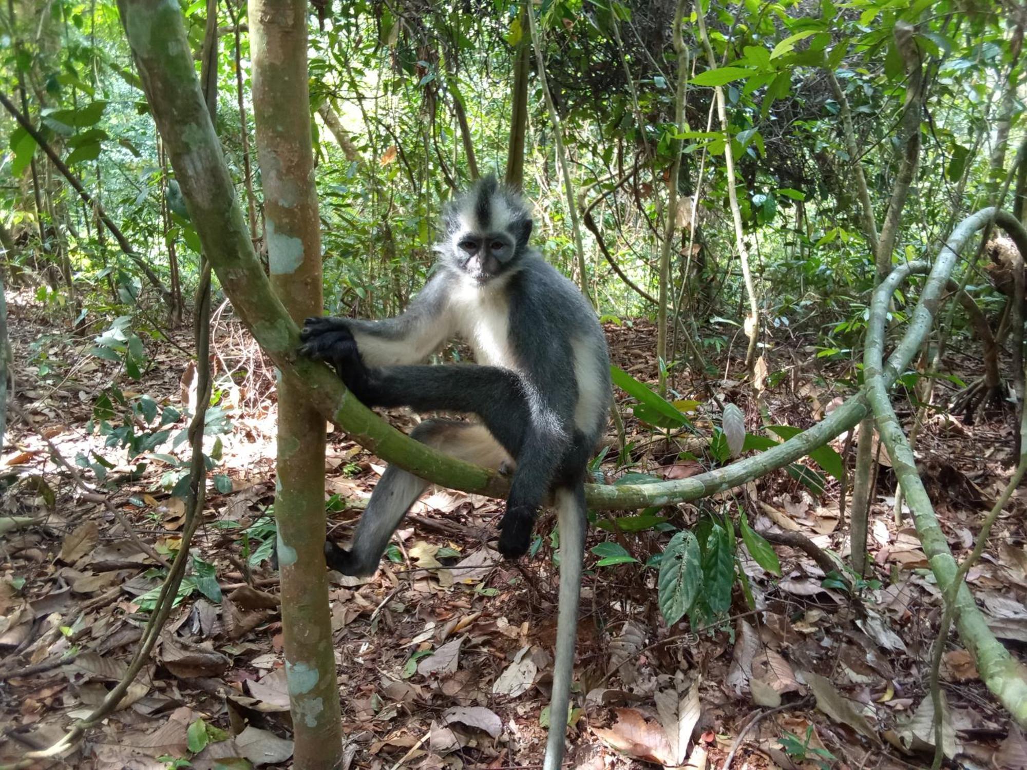 Jungle Treking & Jungle Tour If You Want To Stay Here,You Must Book Treking Only With Us Букит-Лаванг Экстерьер фото
