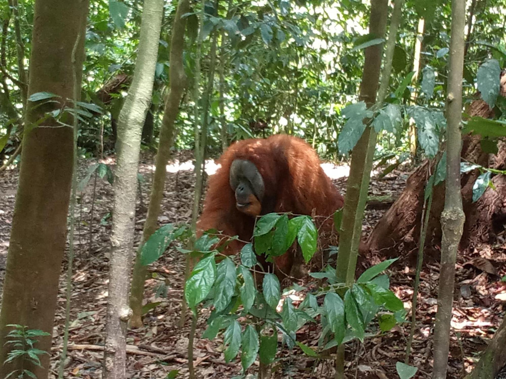 Jungle Treking & Jungle Tour If You Want To Stay Here,You Must Book Treking Only With Us Букит-Лаванг Экстерьер фото